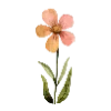 🌷
