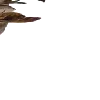 🩰