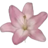 🌸