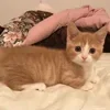 🐈‍⬛