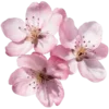 🌸