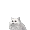 🐈