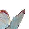 🦋