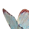 🦋