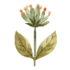 🌷