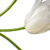 🌷