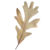 🍁