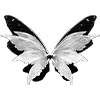 🦋
