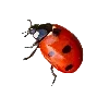 🐞