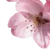 🌸