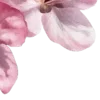 🌸