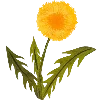 🌼