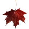 🍁