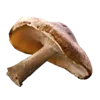 🍄