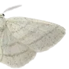 🦋