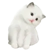 🐱