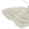 🦋