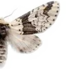 🦋