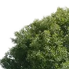 🌳