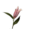 🌸