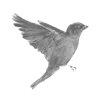🐦