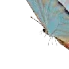 🦋