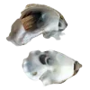 🐚