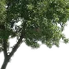 🌳