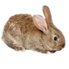 🐇