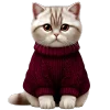 🐱
