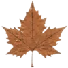 🍁