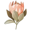 🌷