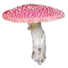 🍄