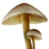 🍄