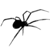 🕷