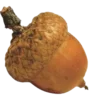🌰
