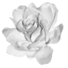 🌹