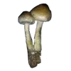 🍄