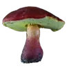 🍄