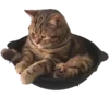 🐈