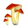 🍄