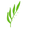 🌿