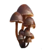 🍄