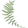 🌿