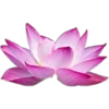 🌸