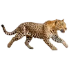 🐆