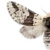 🦋