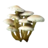 🍄