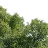 🌳
