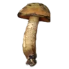 🍄